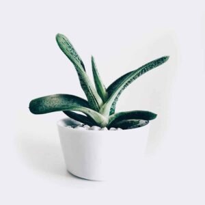 Home plant3 free img